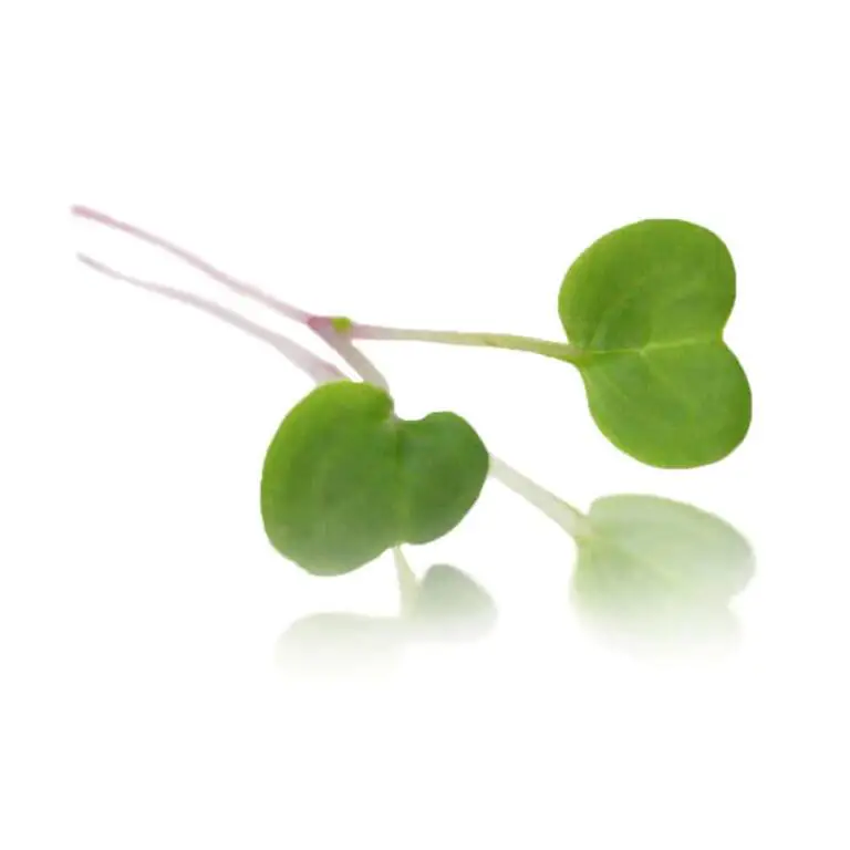 collins-nurtured-Pink Stem Radish.webp